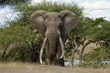 Elephant, Kruger National Park